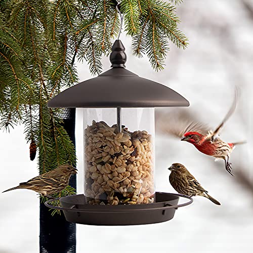 Best bird feeder in 2022 [Based on 50 expert reviews]